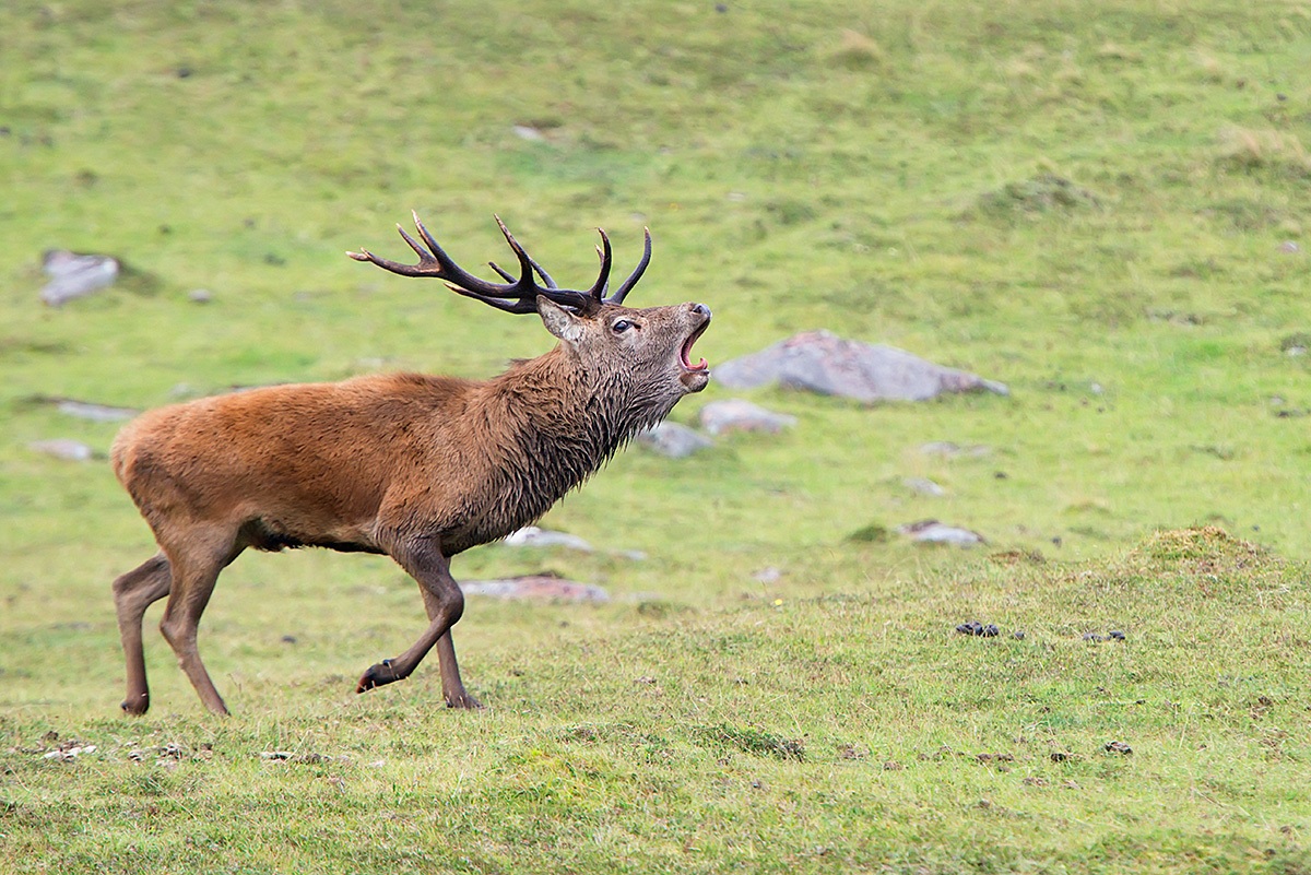Scottish Deer