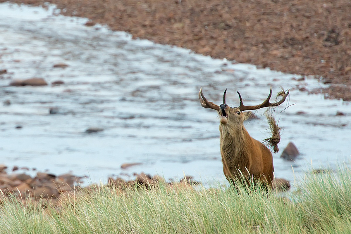 Bramito on the Isle of Rum