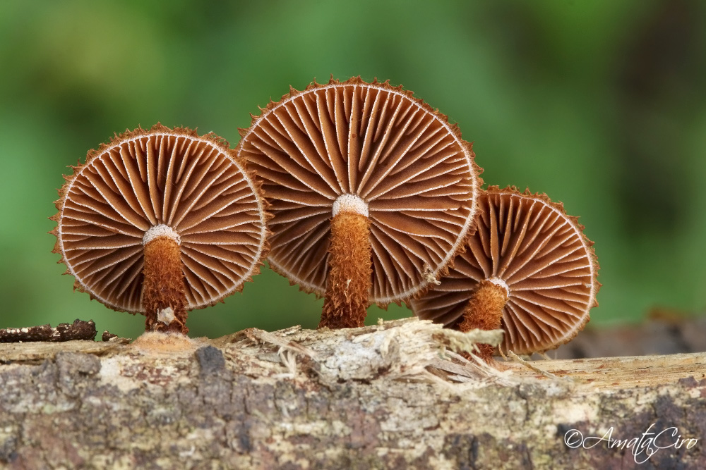 Magic of the forest - Phaeomarasmius erinaceus