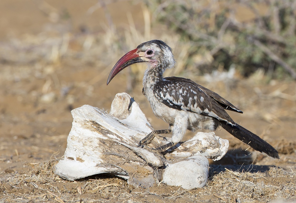 The hornbill and the bone