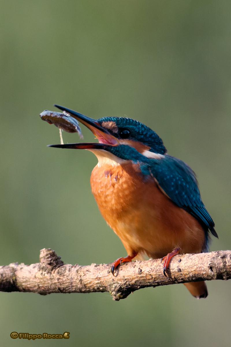 Kingfisher