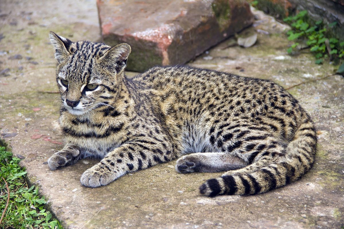 Geoffroy's cat