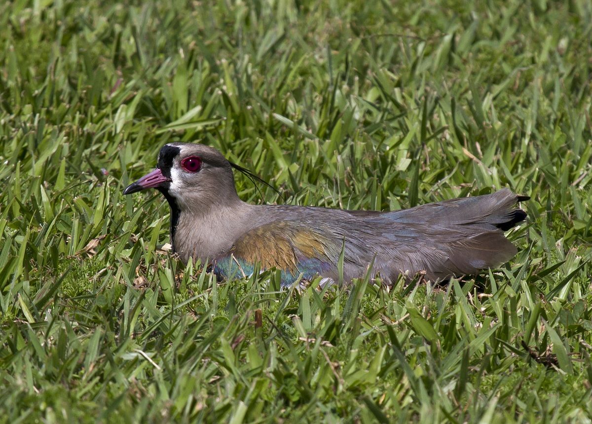 Chilean lapwing