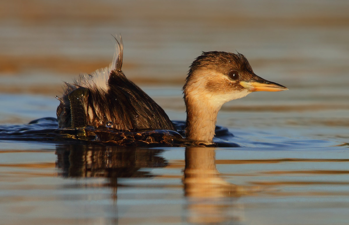 Immersioneeeeeeeeeee