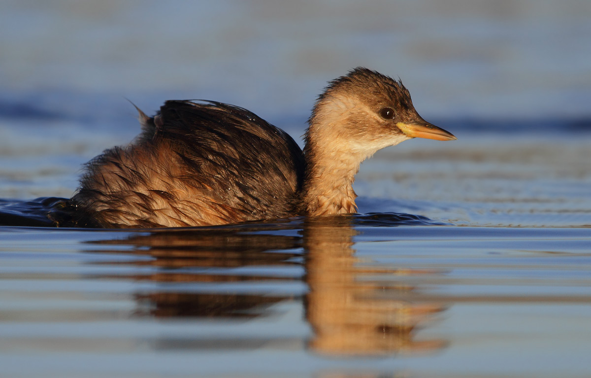 Little Grebe