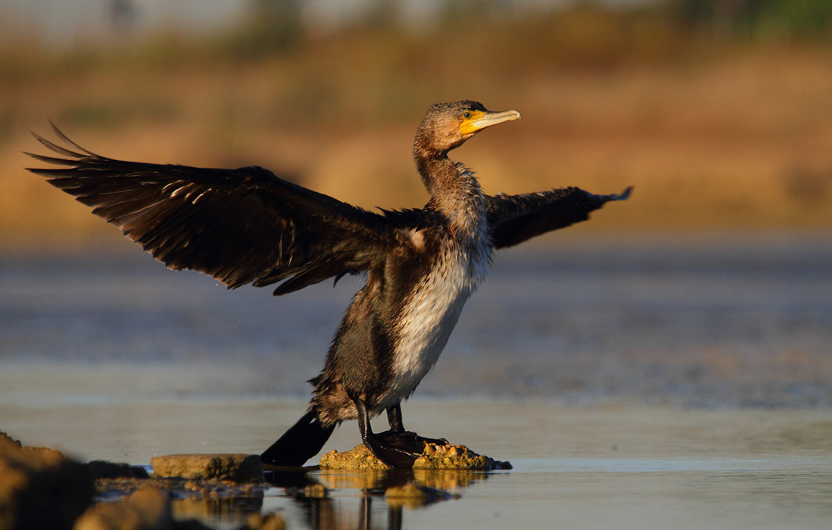 cormorant
