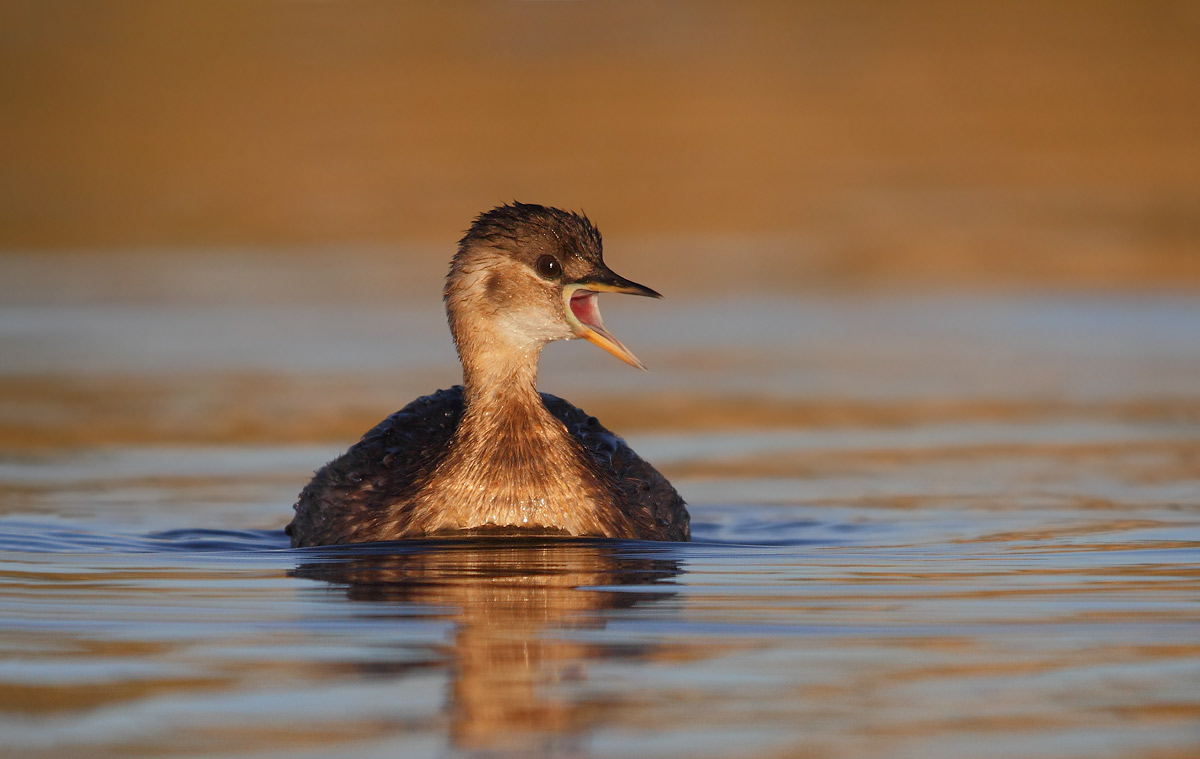 Little Grebe