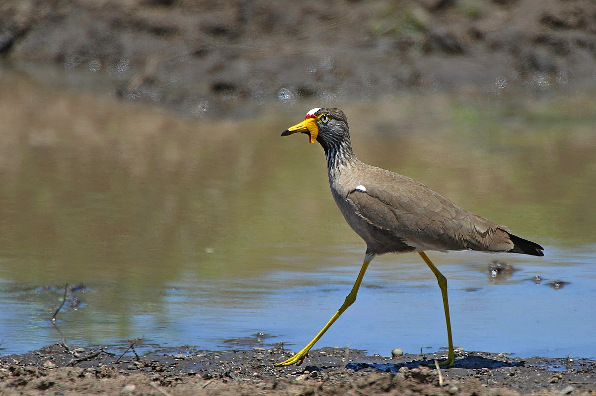 Pavoncella dai bargigli