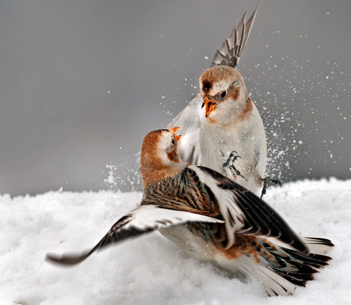 Snow buntings