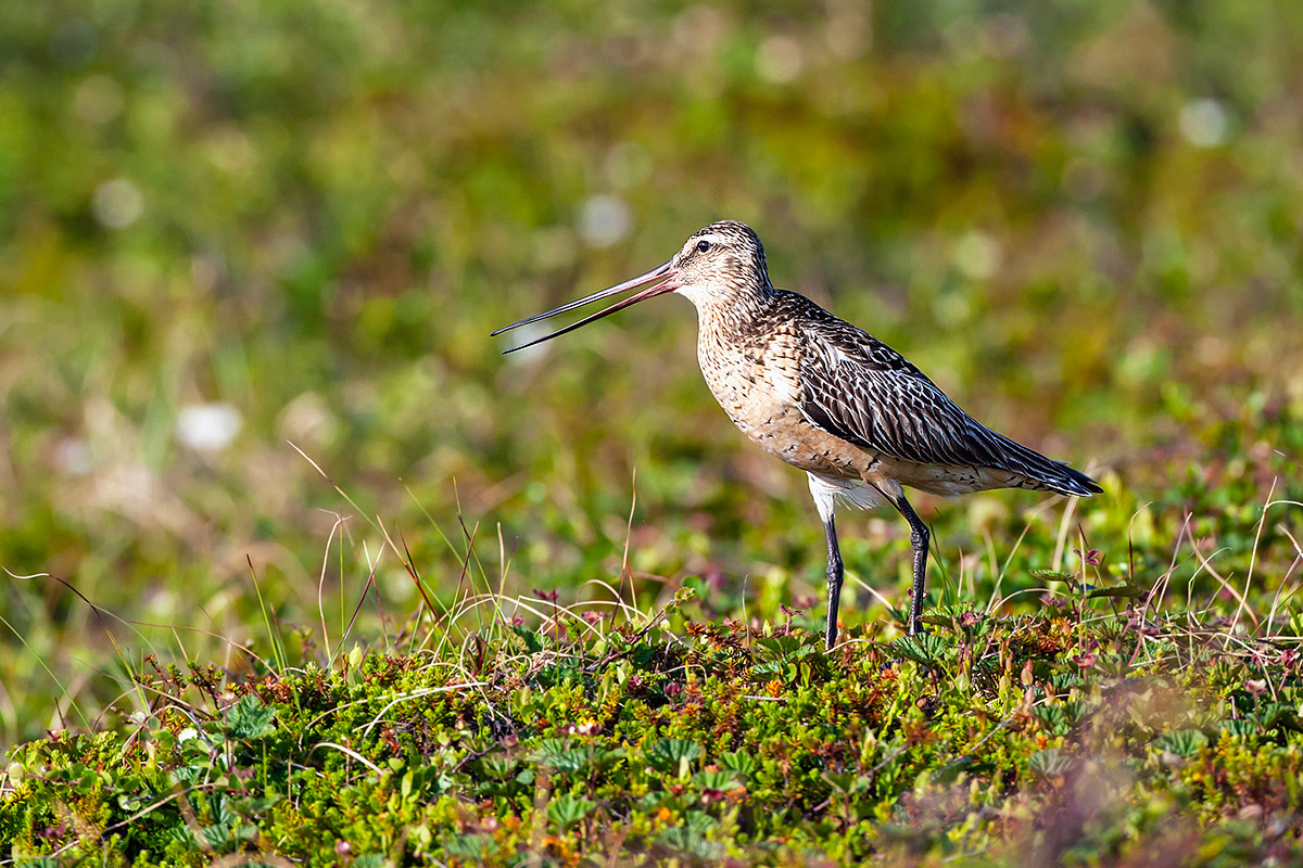 Godwit