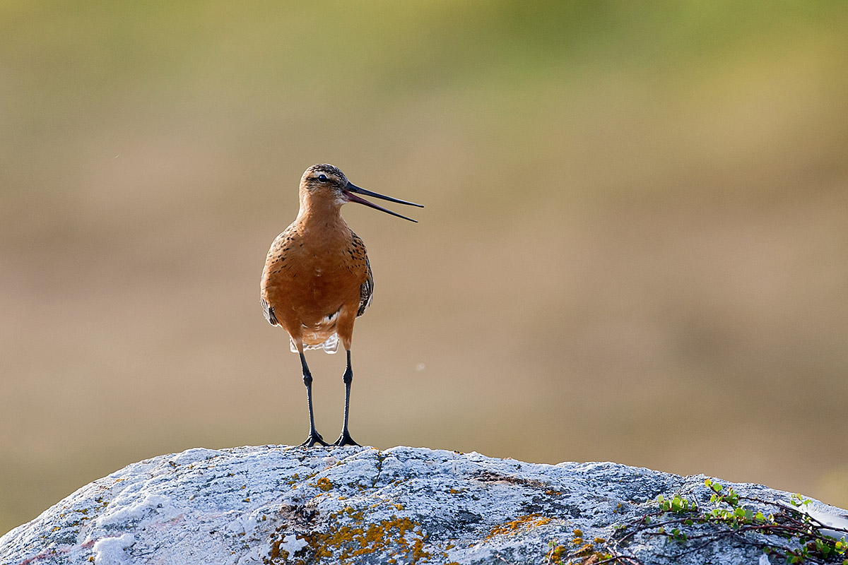 Godwit