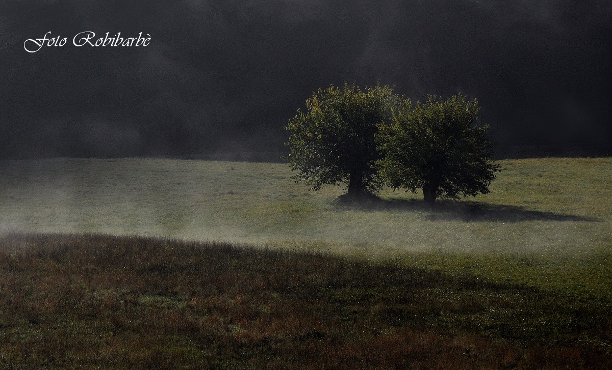 Gli ultimi gelsi ......
