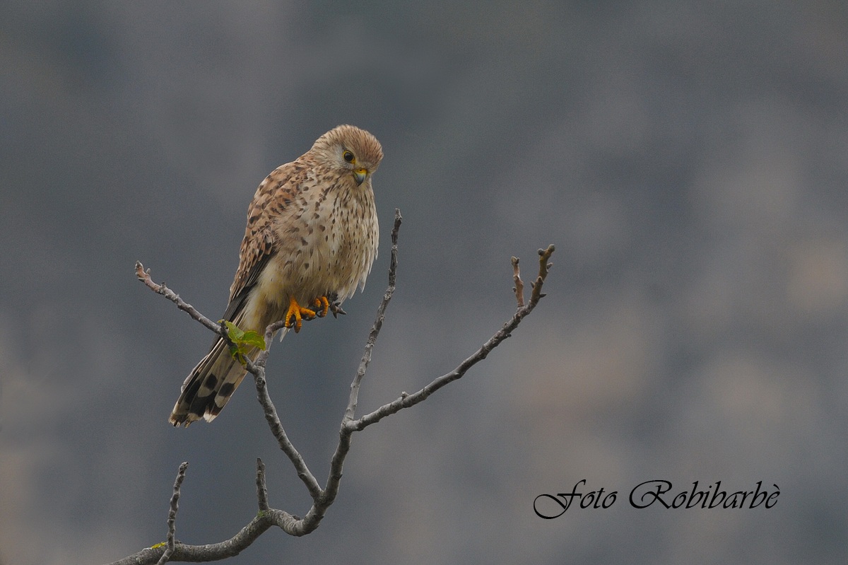 Gheppio ....giovane...