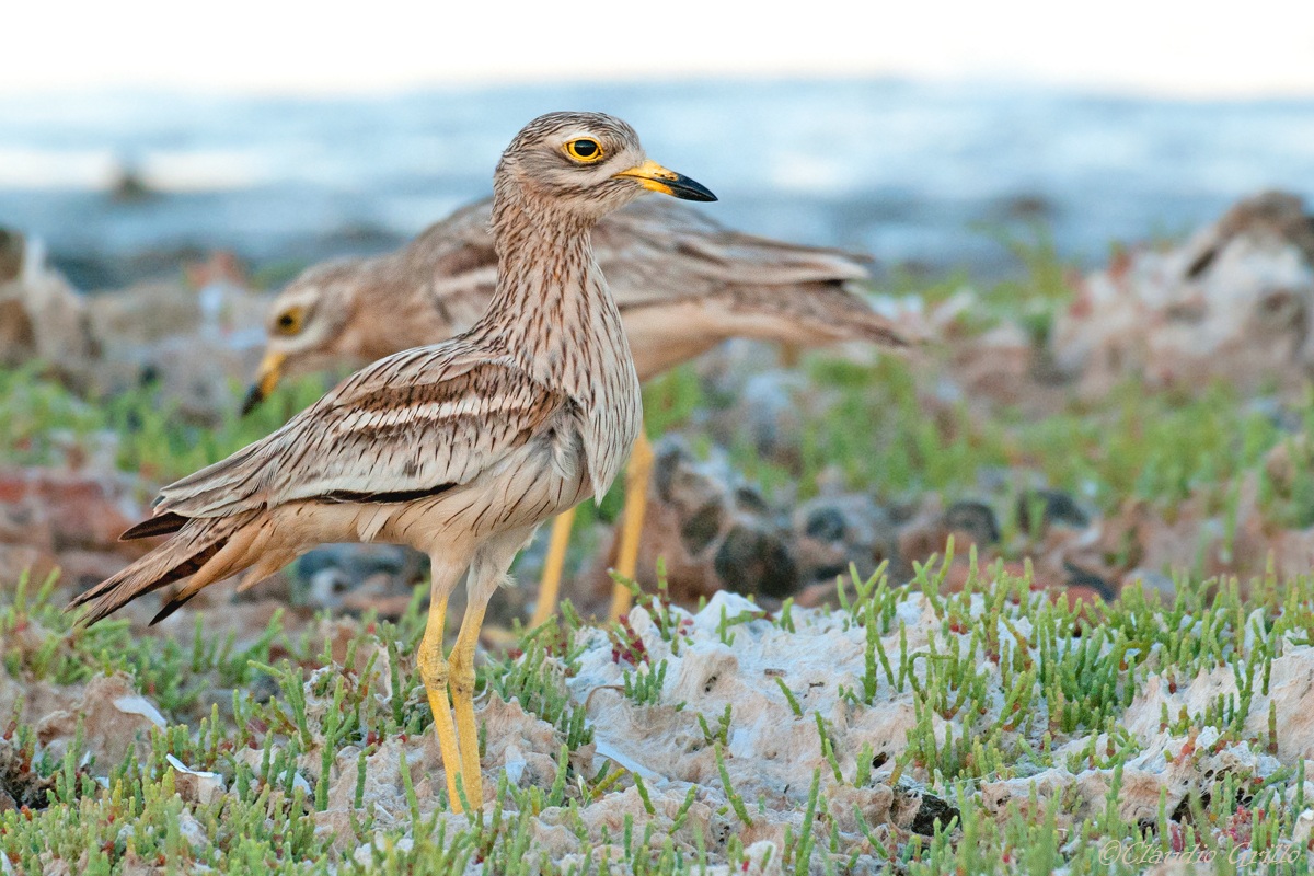 Curlew