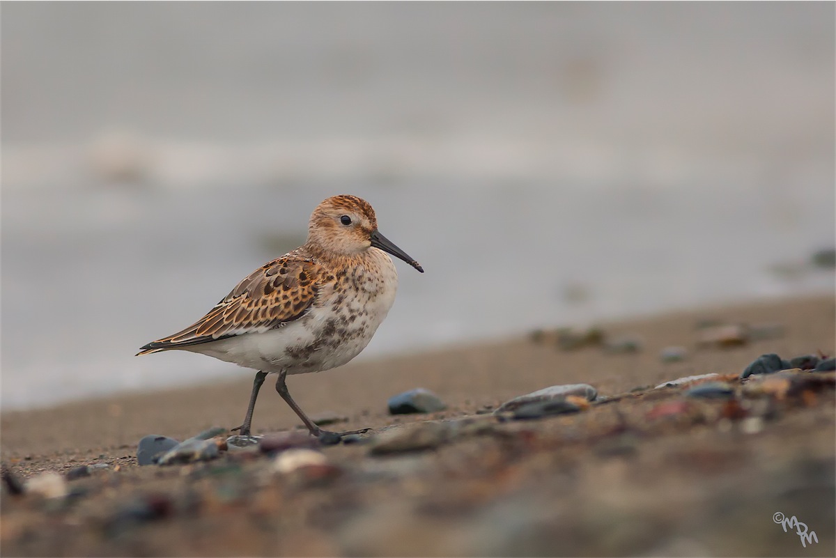 Dunlin