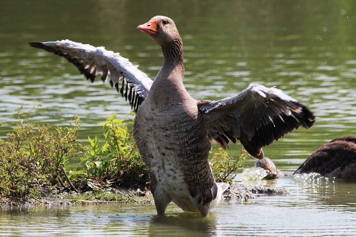 Le ali della libertà