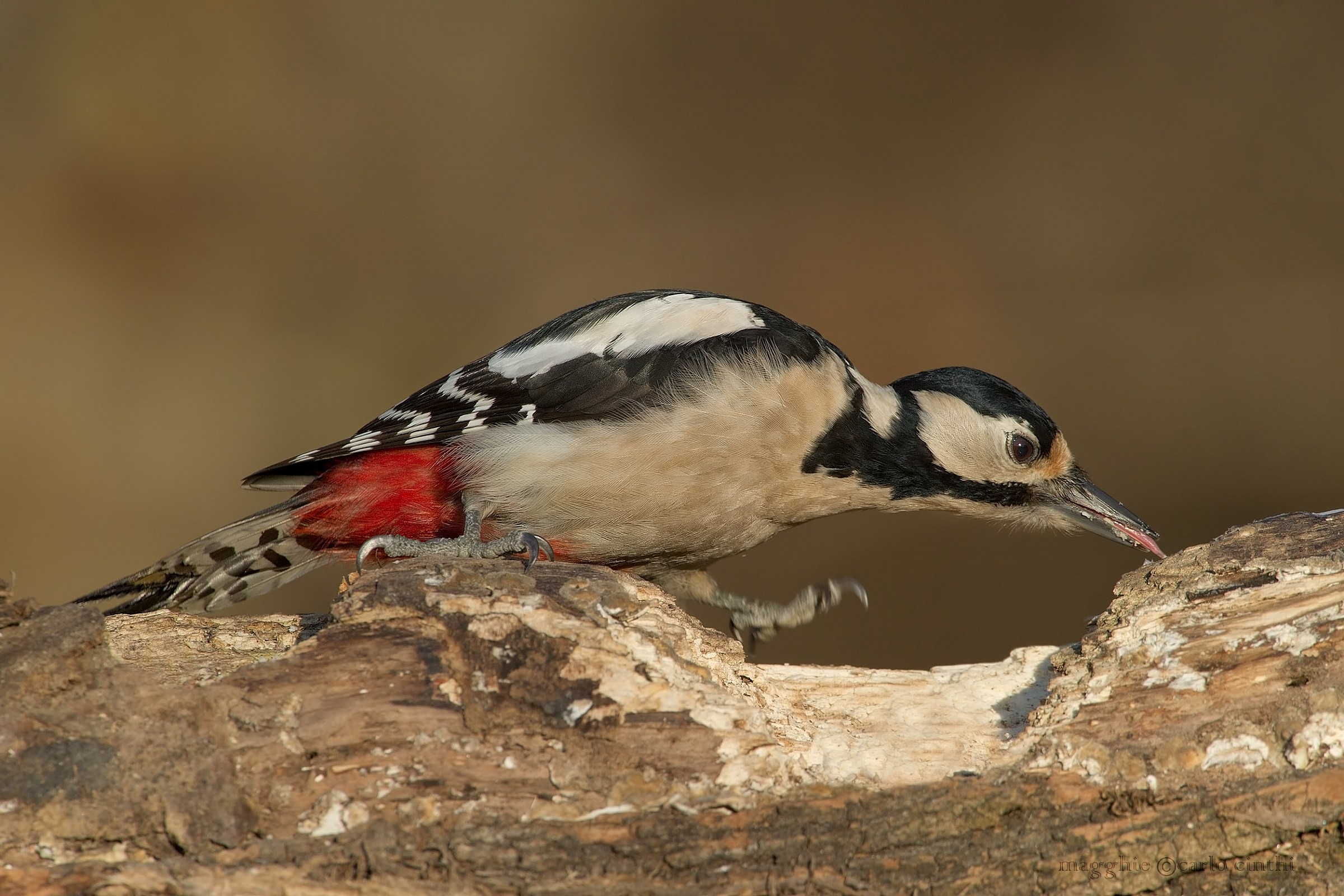 Picchio rosso maggiore femmina
