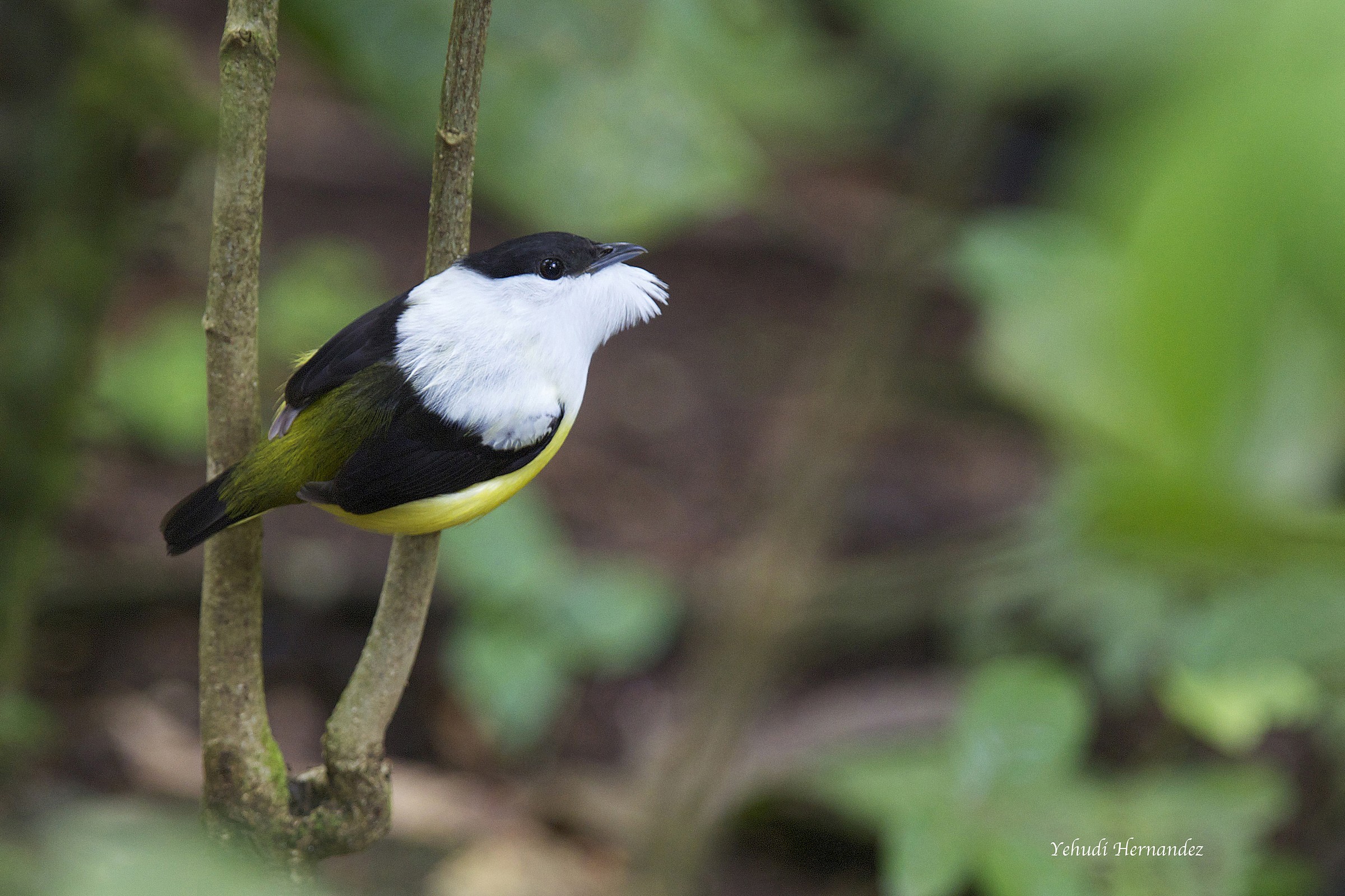 White Collared Manakin