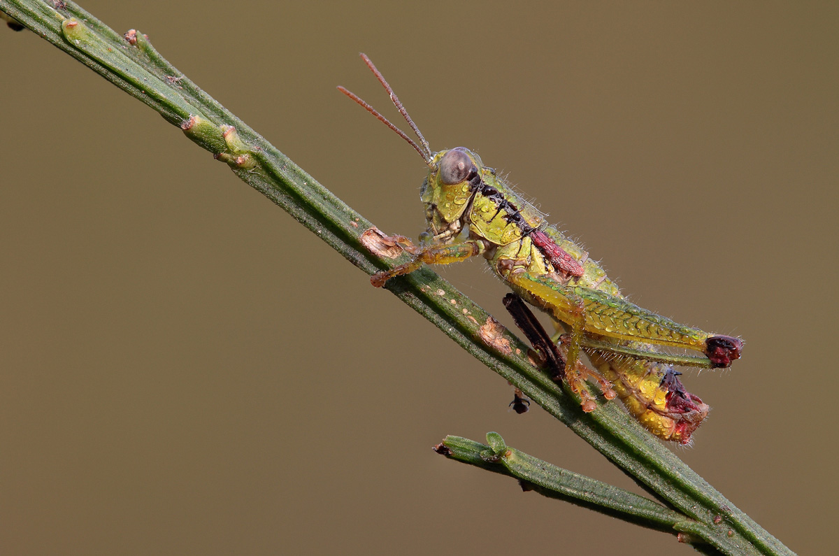 Odontopodisma decipiens
