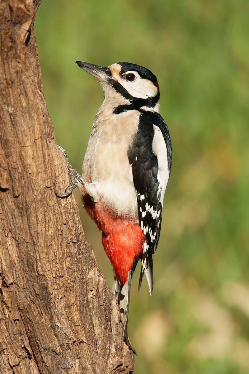 woodpecker