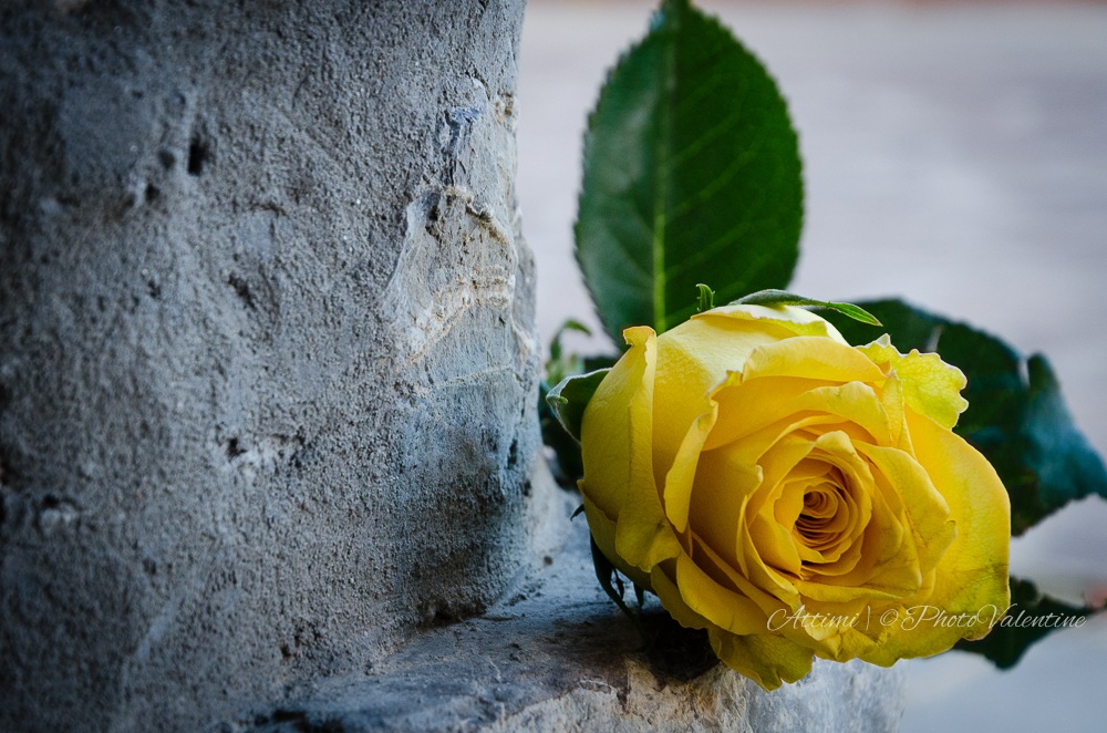 give yourself a flower PhotoValentine