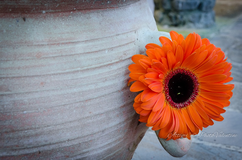 give yourself a flower PhotoValentine