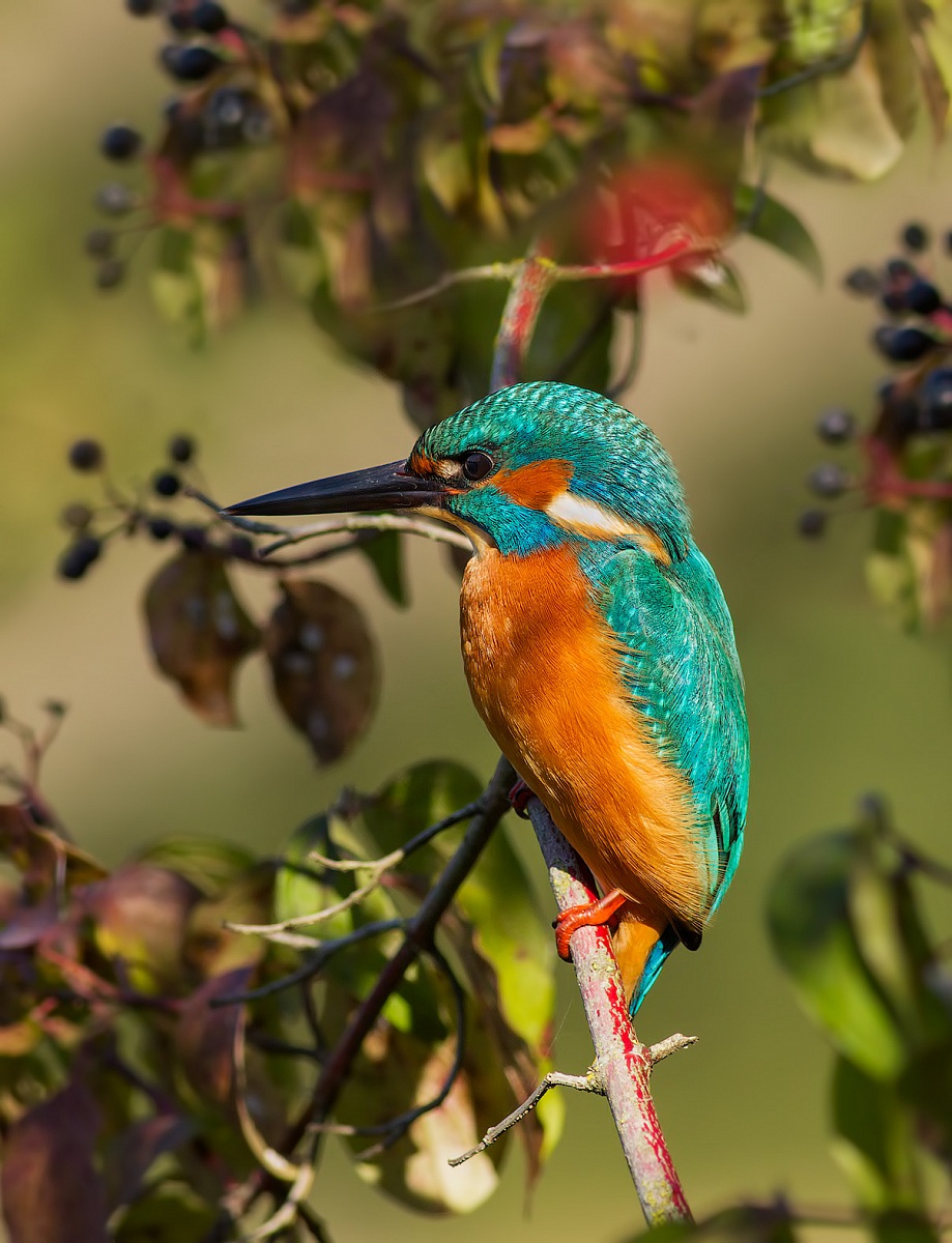 martino... ambientato