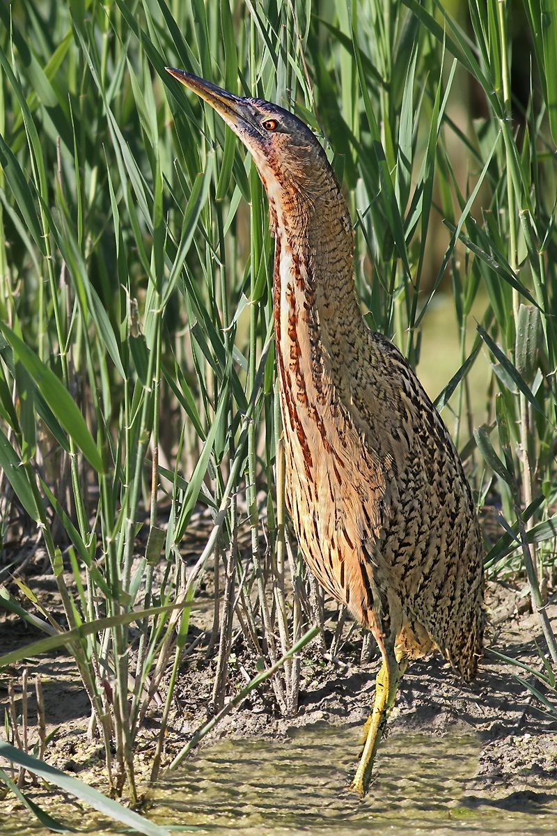Bittern