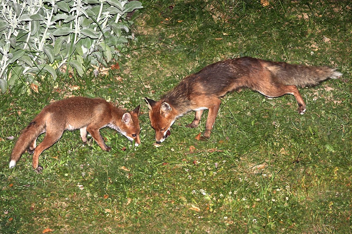 fox mother with children