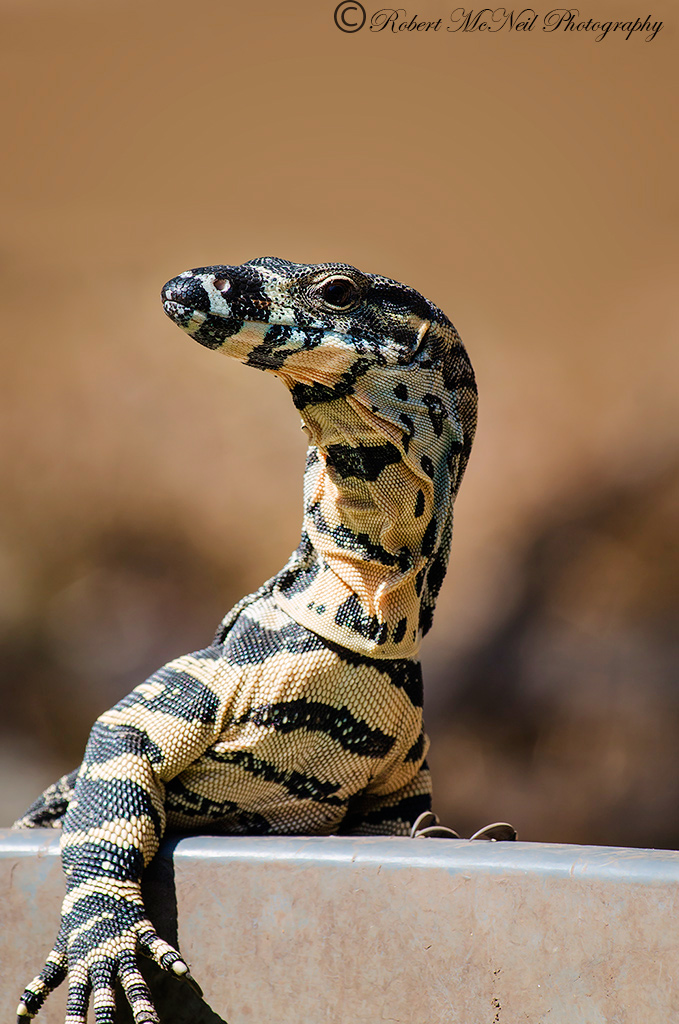 Monitorare con un drink