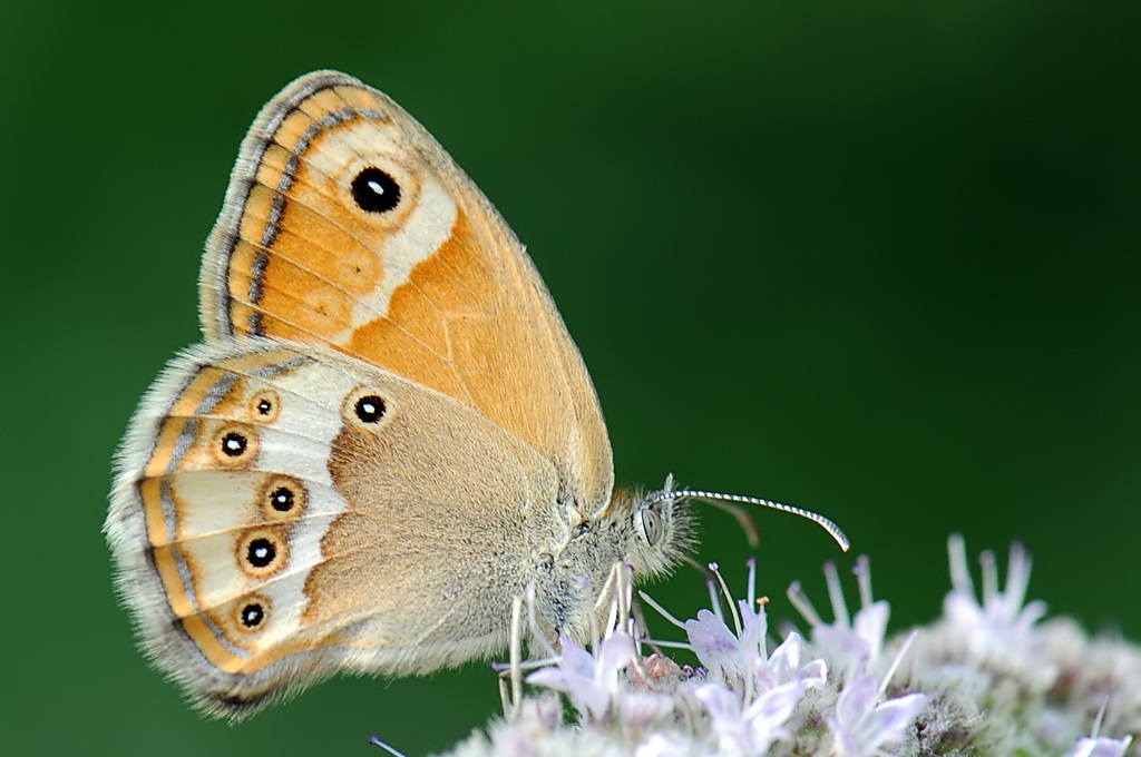 Coenonympha dorus