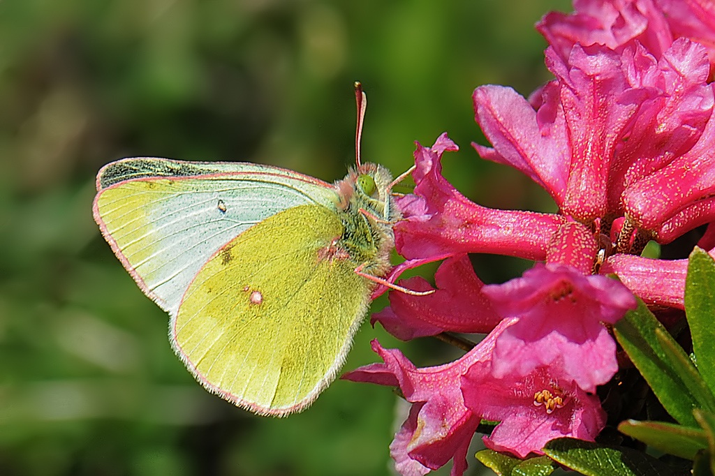 Colias paleano
