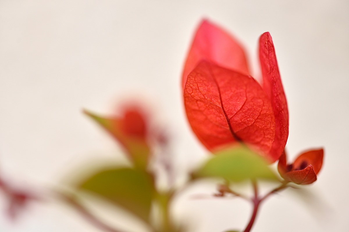 Bloom in the fall ...