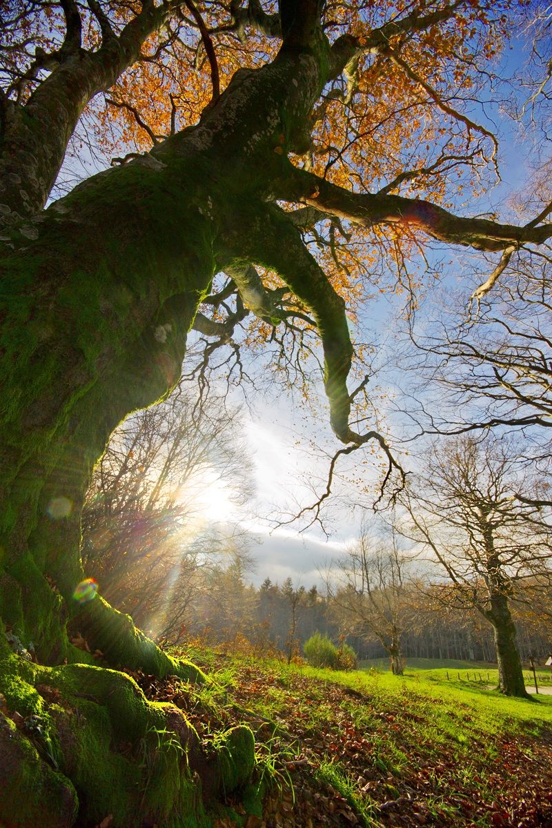 L albero delle fiabe