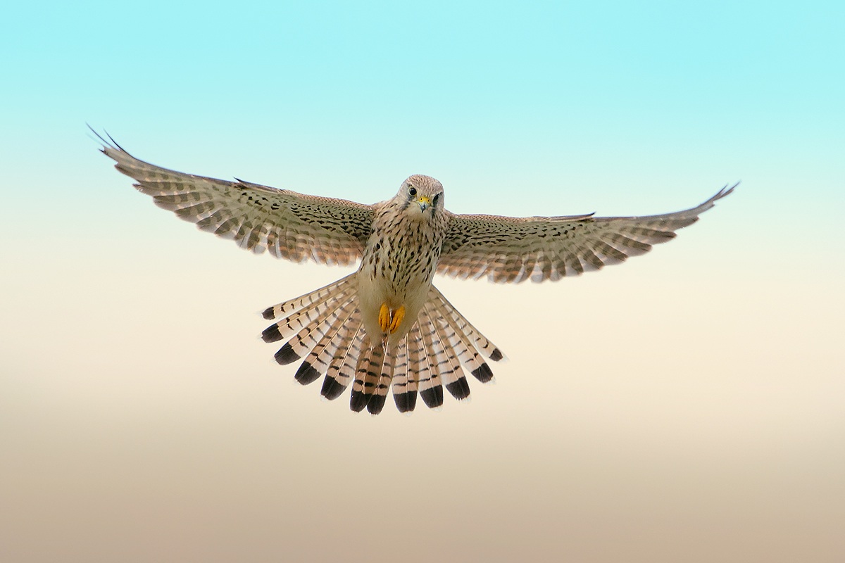 Even today it is back ....!