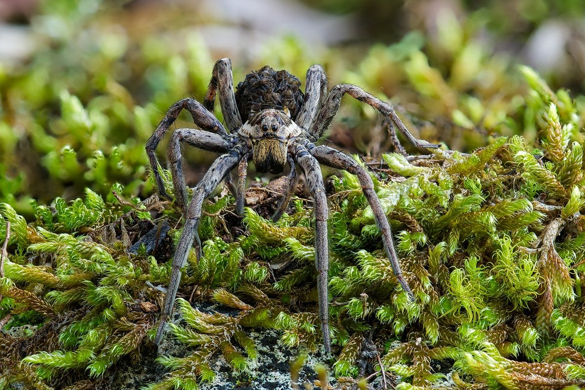 Wolf Spider