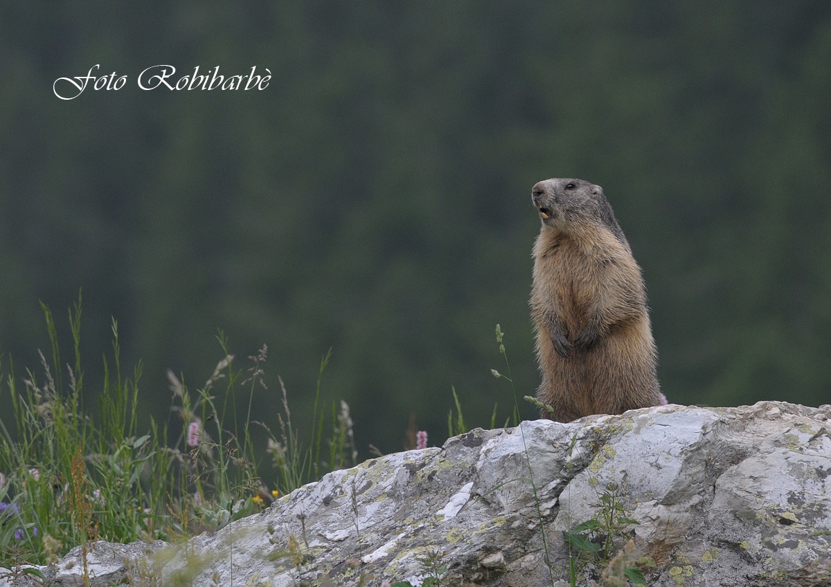 Marmotta ...allarme !!!!!