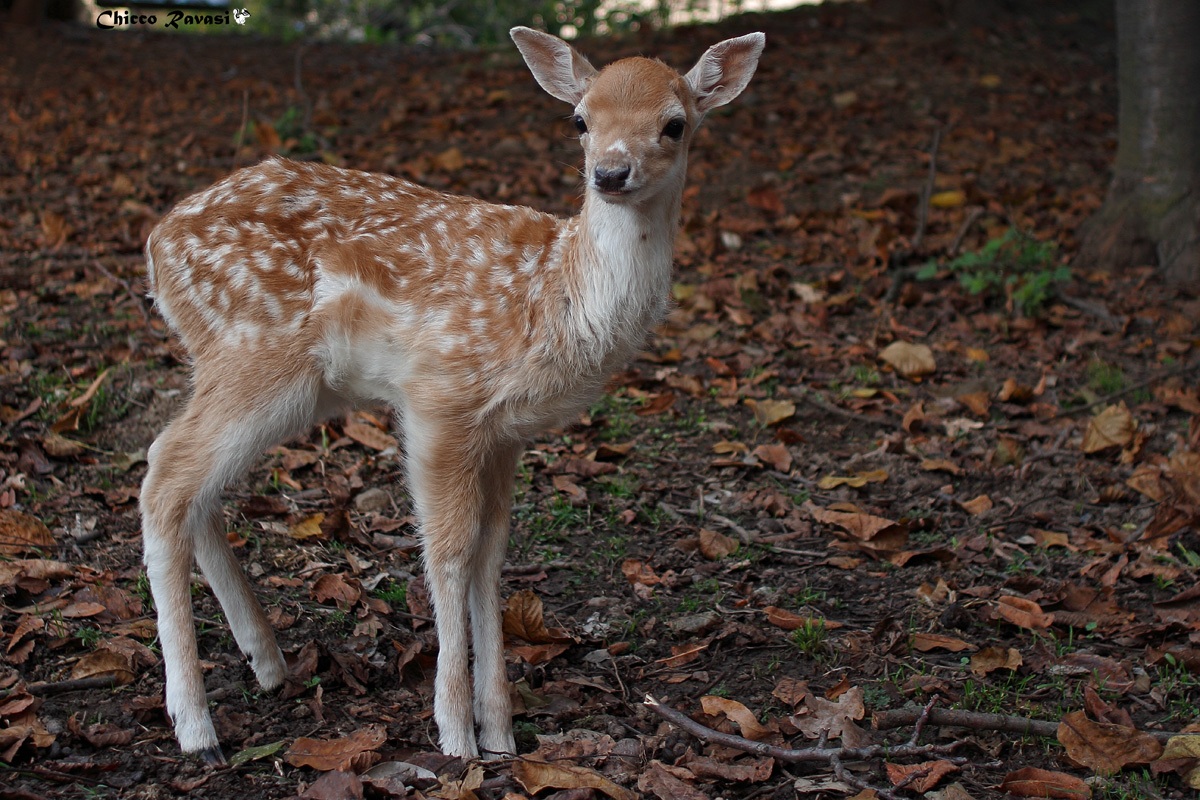 Cucciolo di daino