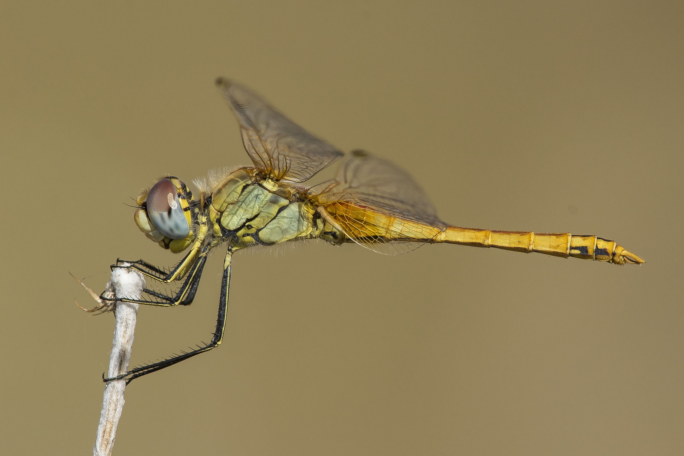 Dragonfly 2