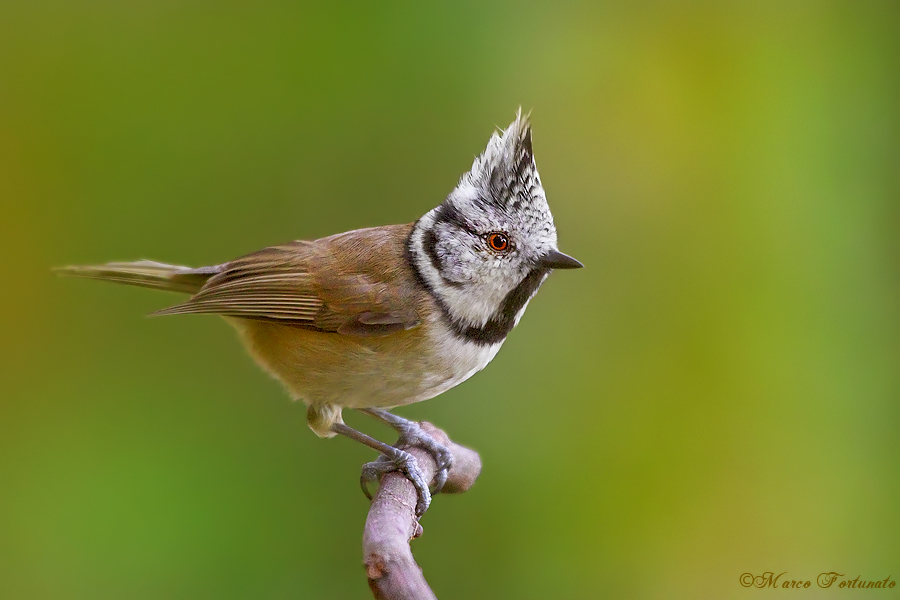 Crested Tit