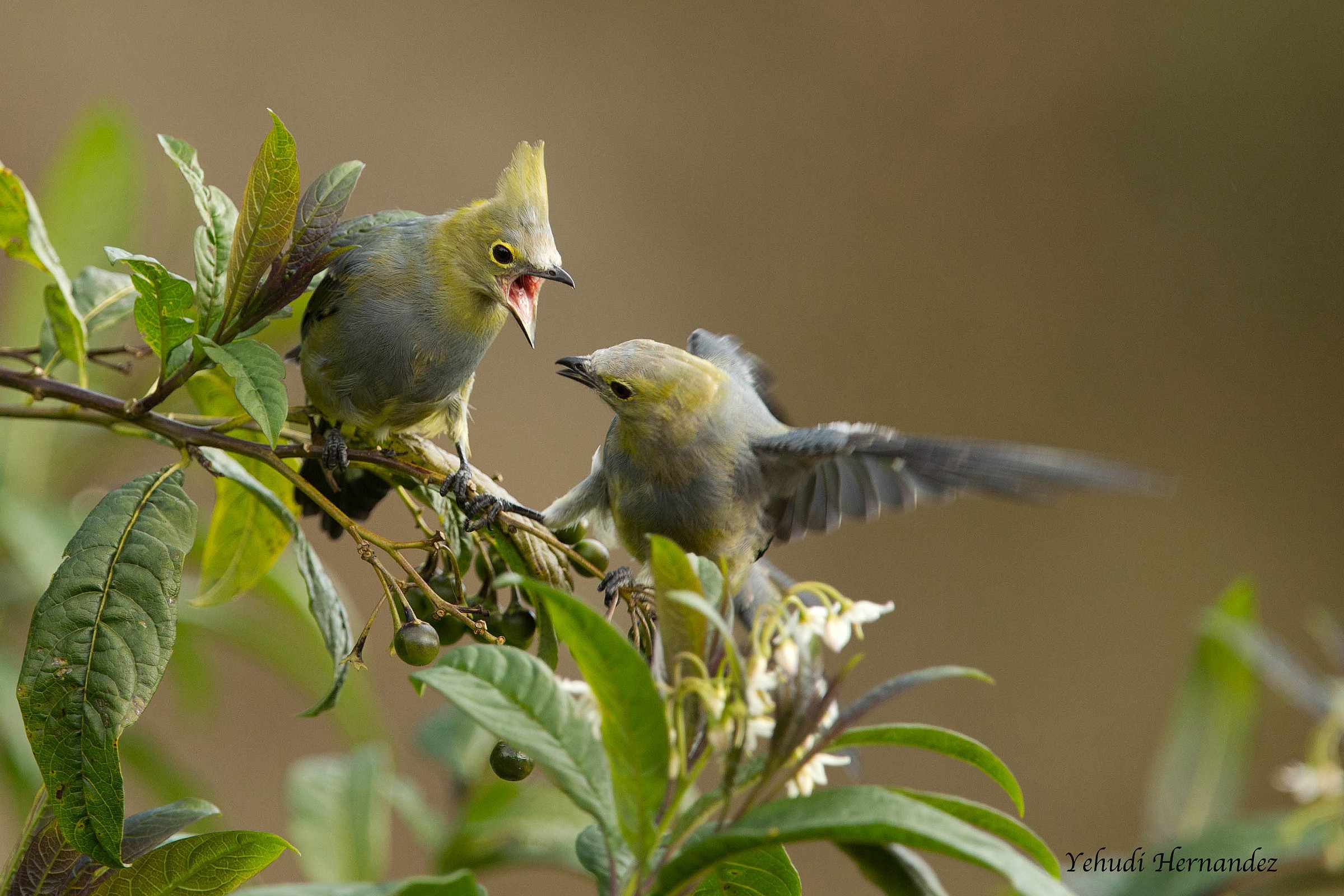Long Tailed Silky Flycatcher