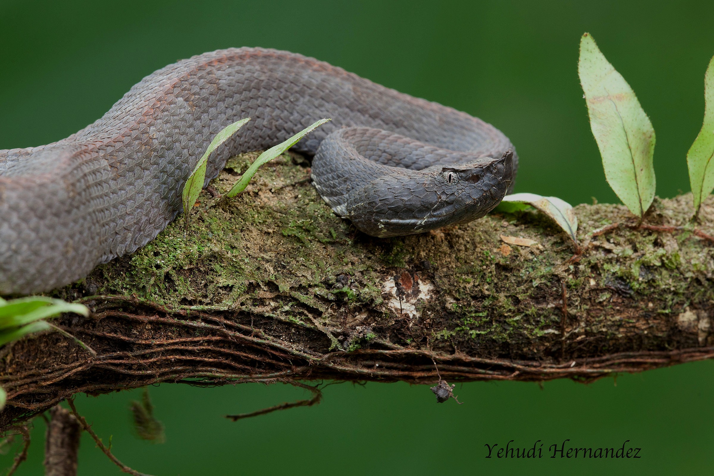 Hog Nose Pitviper