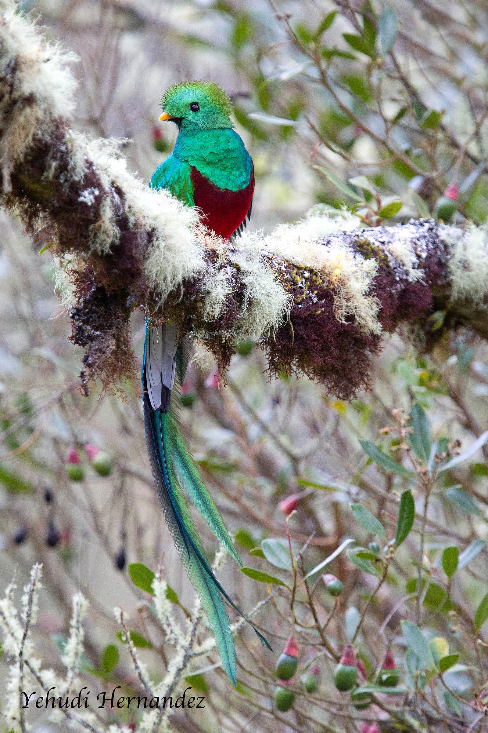 The quetzal
