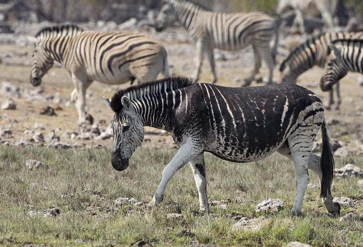 Black zebra