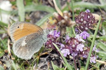 Coenonympha rhodopensis