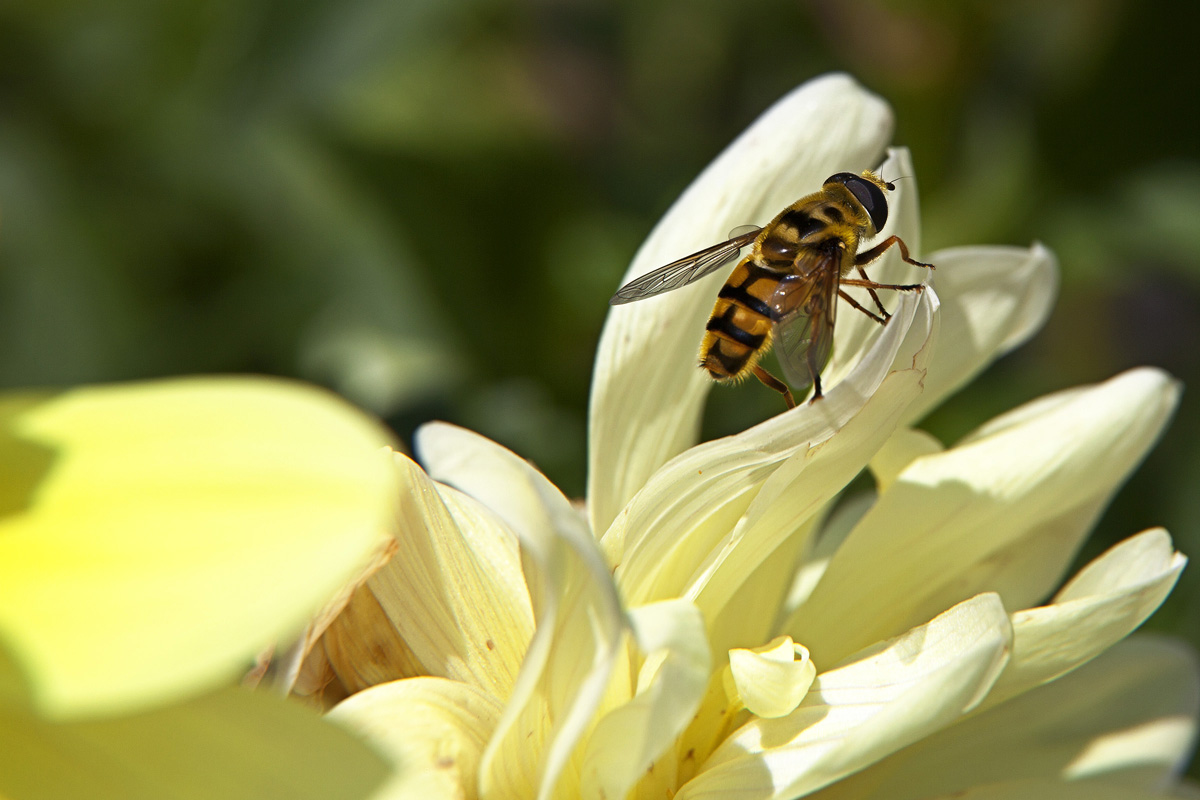 in punta di zampe....
