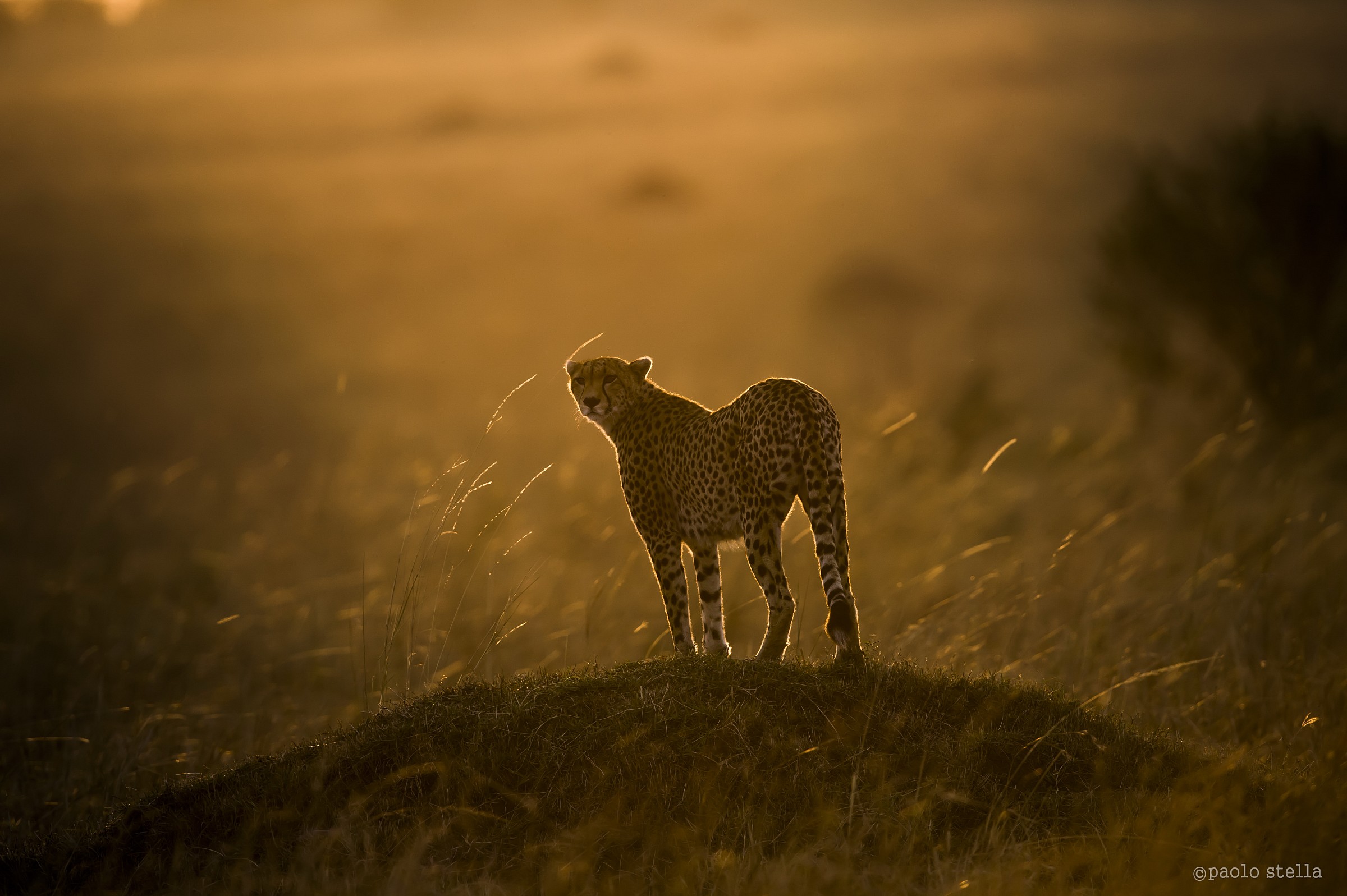 Cheetah at sunset