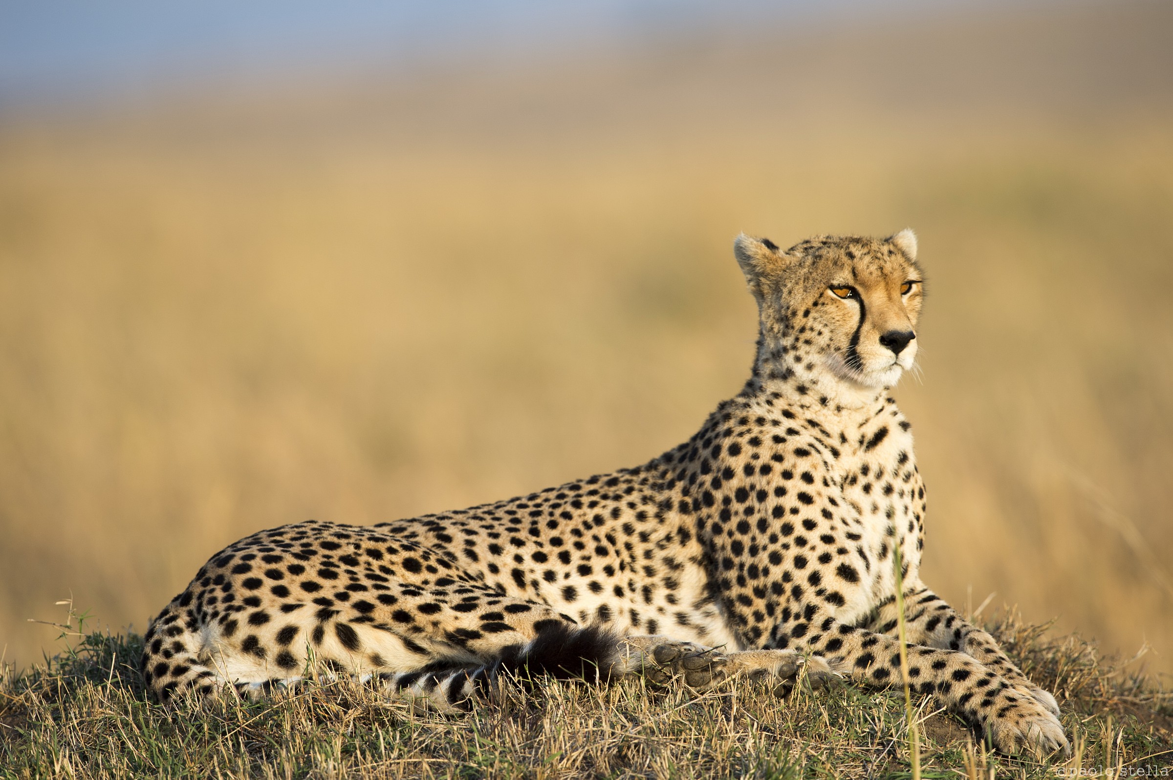 waiting for prey - close up