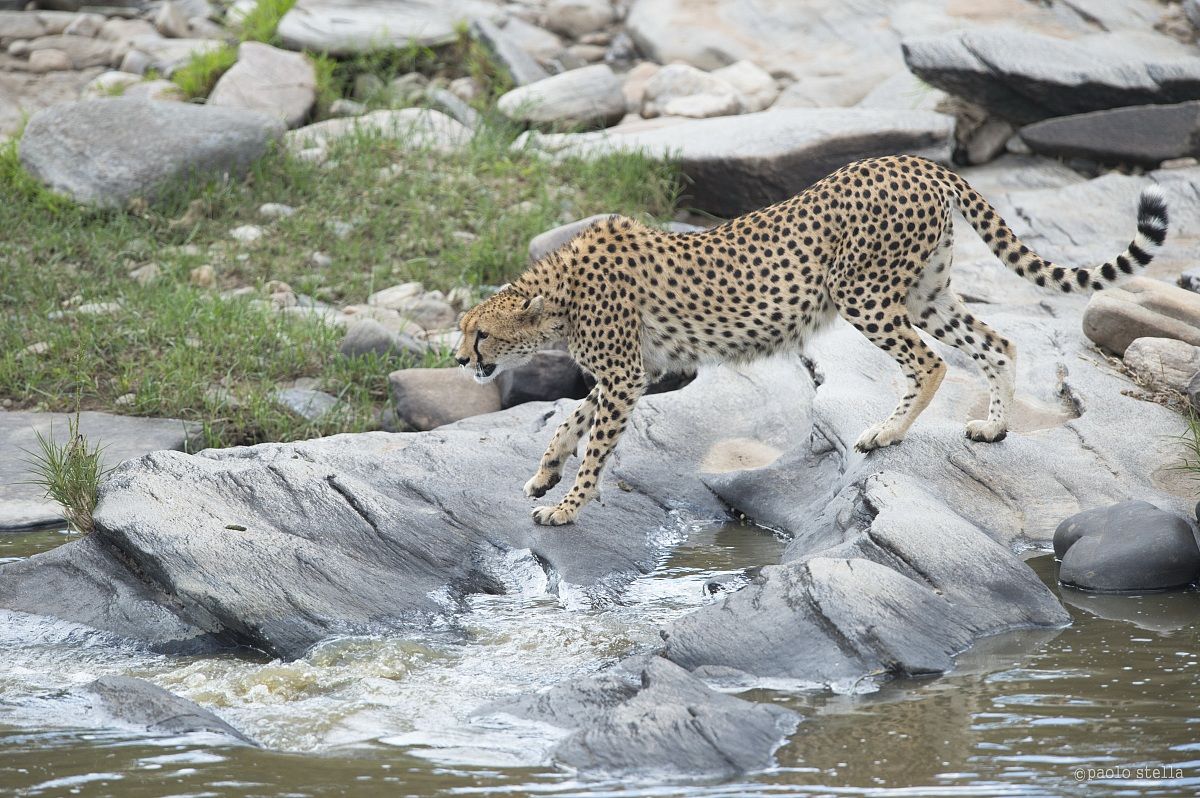 cheetah at the ford - 1