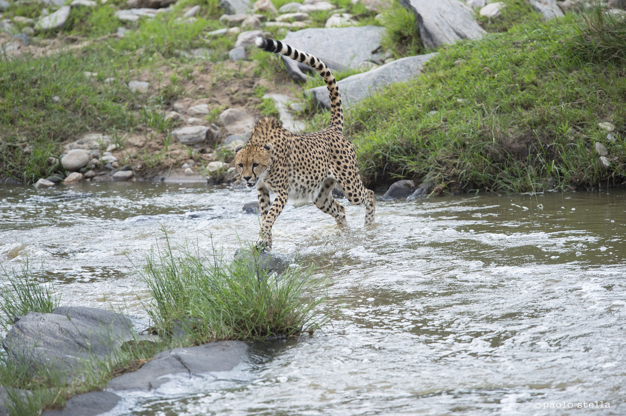 cheetah at the ford - 3